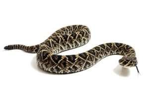 Diamondback Rattlesnake