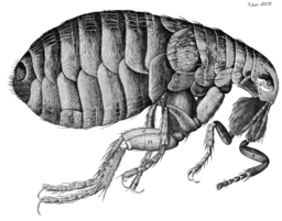 Flea Micrographia Hooke