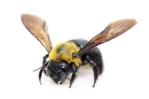 carpenter bees pests